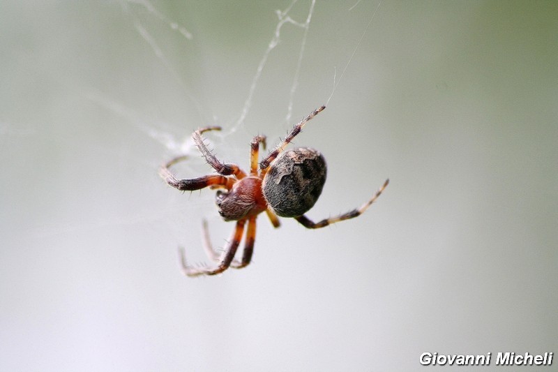 Serie di Araneae del Parco del Ticino